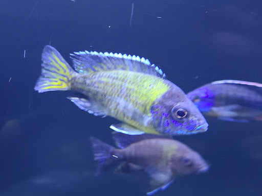 Tropical Fish Store «Golden Fish Aquariums», reviews and photos, 7145 W Colfax Ave, Lakewood, CO 80214, USA