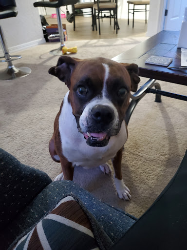 Pet Store «Pet Palace Nutrition & Boutique», reviews and photos, 3233 SE Maricamp Rd #101, Ocala, FL 34471, USA