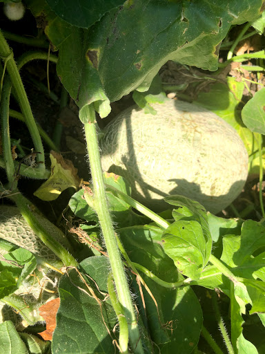 Building Materials Store «Riverhead Building Supply», reviews and photos, 1093 Pulaski St, Riverhead, NY 11901, USA