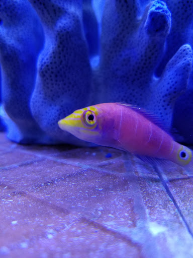 Pet Store «Total Aquariums», reviews and photos, 325 Sunrise Hwy, Lynbrook, NY 11563, USA