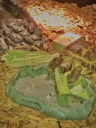 Tropical Fish Store «Harris In Wonderland», reviews and photos, 12 W Main St, Avon, CT 06001, USA