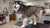 Pawsitively Purrfect - Photo 6 - Car repair in Lubbock, TX, Lubbock