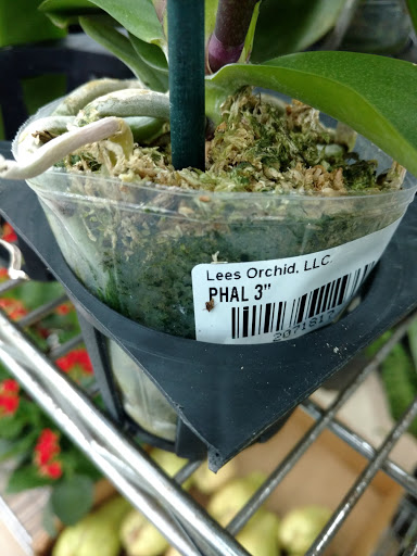 Gift Shop «Blue Hills Nursery & Gift Shop», reviews and photos, 16440 Whittier Blvd, Whittier, CA 90603, USA