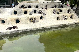 Penguin Island image