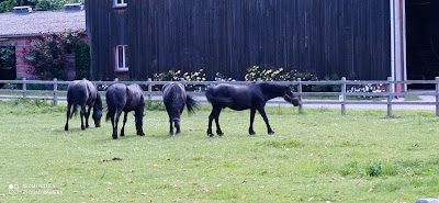 Haras du Coyt à Mercus-Garrabet