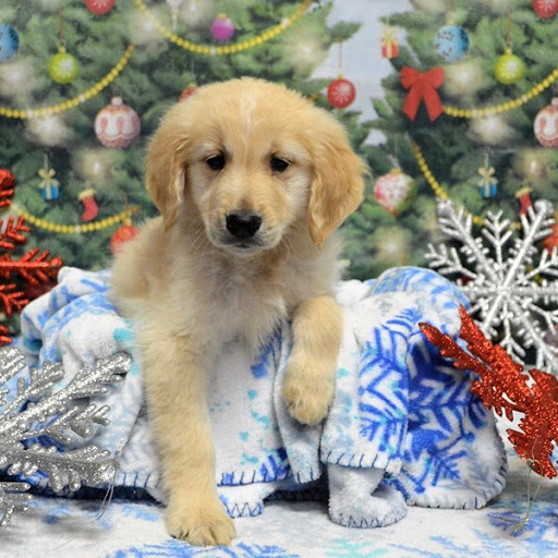 Amusement Park «Mountasia», reviews and photos, 175 Ernest W Barrett Pkwy NW, Marietta, GA 30066, USA