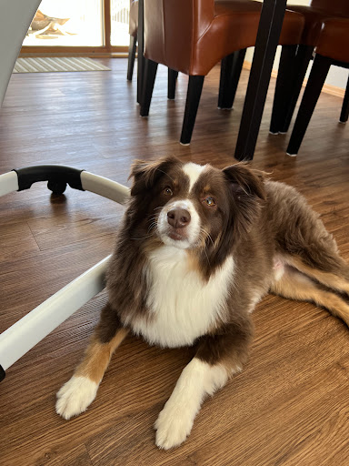 Pet Groomer «Bubbly Paws Dog Wash & Grooming», reviews and photos, 949 Grand Ave, St Paul, MN 55105, USA