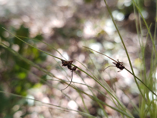 Nature Preserve «Black Hammock Wilderness Area», reviews and photos, 3276 Howard Ave, Oviedo, FL 32765, USA