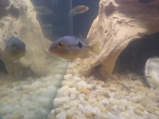 Aquarium «Skoolz of Fish», reviews and photos, 1503 Chamberlayne Ave, Richmond, VA 23222, USA