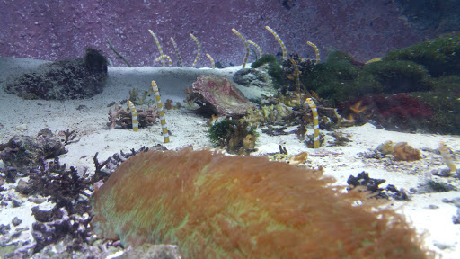 Aquarium «The Dallas World Aquarium», reviews and photos, 1801 N Griffin St, Dallas, TX 75202, USA