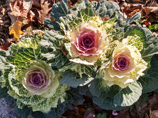 Zoo «Sibley Farm», reviews and photos, 900 Mound Avenue, Mankato, MN 56001, USA