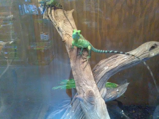 Pet Store «Lost Realms Pets», reviews and photos, 8059 N Cedar Ave, Fresno, CA 93720, USA