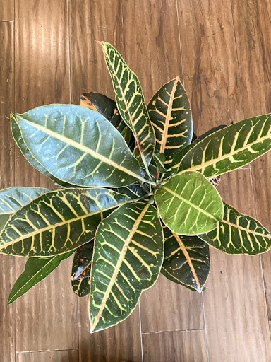 Florist «Sonora Florist and gifts», reviews and photos, 35 S Washington St, Sonora, CA 95370, USA