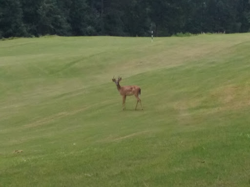 Golf Course «Coweta Club», reviews and photos, 300 Arbor Springs Pkwy, Newnan, GA 30265, USA
