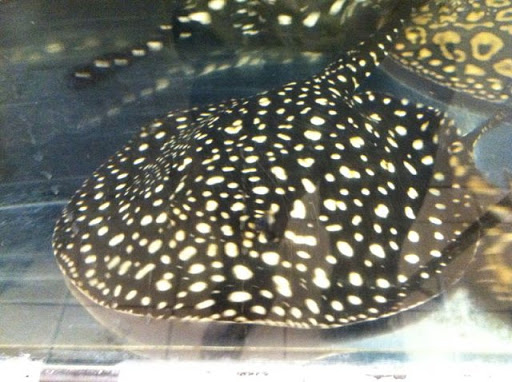 Pet Store «Aquarium Paradise», reviews and photos, 234 Washington Ave, Belleville, NJ 07109, USA