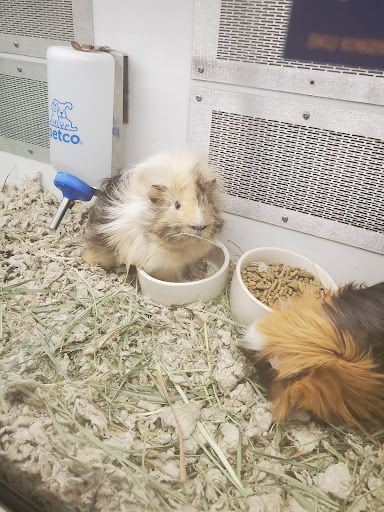 Pet Supply Store «PetSmart», reviews and photos, 1462 Jeffreys Rd, Rocky Mount, NC 27804, USA