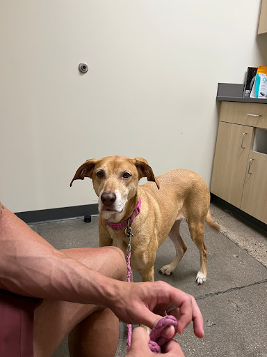 Vetco Total Care Animal Hospital