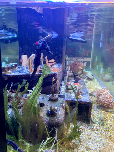 Pet Supply Store «Petco Animal Supplies», reviews and photos, 5565 S Virginia St, Reno, NV 89502, USA