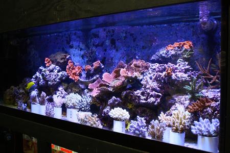 Pet Supply Store «Tropical Island Aquarium Fish Store Long Island», reviews and photos, 2112 Deer Park Ave, Deer Park, NY 11729, USA