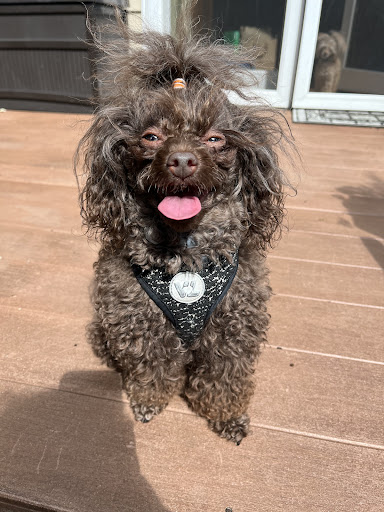 Pet Store «PetSaver Healthy Pet Superstore (Brighton Location)», reviews and photos, 2947 Monroe Ave, Rochester, NY 14618, USA