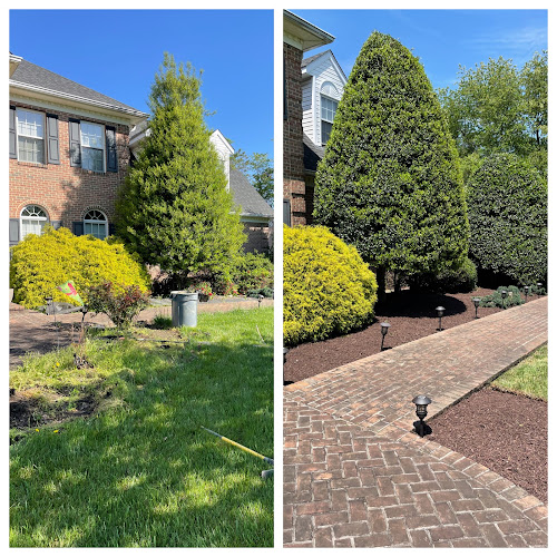  alt='We requested that 2 mature dying trees (birch and pine) be taken out of our yard'