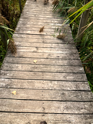 Nature Preserve «Great Flats Nature Trail», reviews and photos, W Campbell Rd, Schenectady, NY 12306, USA