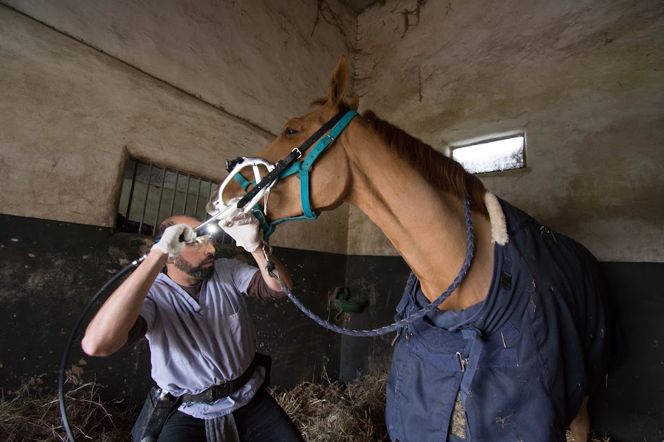 Nicolas keriven Technicien dentaire equin à Larchant (Seine-et-Marne 77)