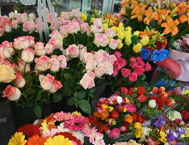 Αμαρυλλίς - Ανθοπωλείο