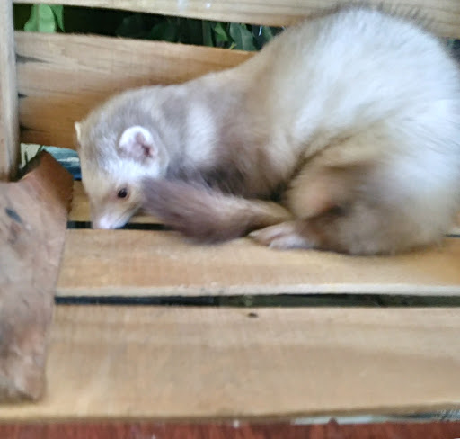 Pet Store «Pets Plus», reviews and photos, 454 TN-46, Dickson, TN 37055, USA