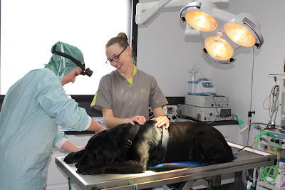 Clinique Vétérinaire Vétaunis à Ferrières