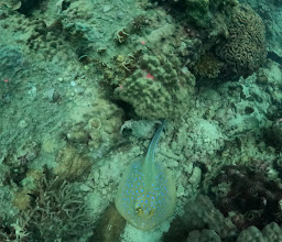 Big Blue Diving School Koh Tao photo