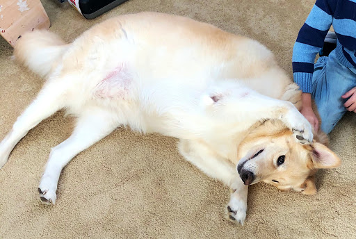 Pet Supply Store «EarthWise Pet Supply», reviews and photos, 4701 Bauer Farm Drive b, Lawrence, KS 66049, USA