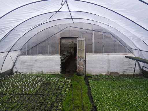 Florist «Pletschers», reviews and photos, 641 Old Hwy 8 SW, New Brighton, MN 55112, USA