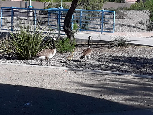 Park «Dust Devil Park», reviews and photos, 10645 W Camelback Rd, Glendale, AZ 85307, USA