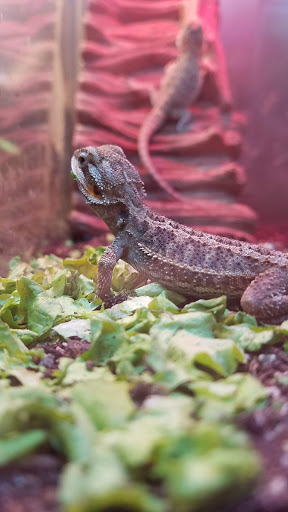 Pet Store «Wildside Pets», reviews and photos, 1042 N Higley Rd #105, Mesa, AZ 85205, USA