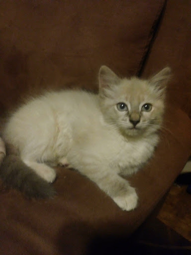 Pet Supply Store «Skyway Feed & Pet Supply Inc», reviews and photos, 677 Birch St, Paradise, CA 95969, USA