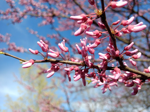 Park «Pioneer Park», reviews and photos, 10505 Deerfield Rd, Montgomery, OH 45242, USA