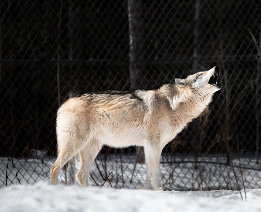 Zoo «Lake Superior Zoo», reviews and photos, 7210 Fremont St, Duluth, MN 55807, USA