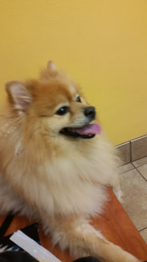 Pet Supply Store «PetSmart», reviews and photos, 4500 Mitchellville Rd, Bowie, MD 20716, USA