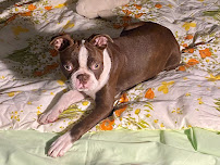 COZY DOGGIE HOUSE🐾 - Photo 8 - Car repair in Clearwater, FL, Clearwater