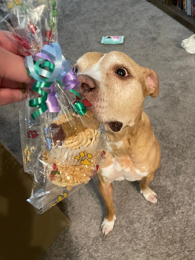 Pet Store «Mouthfuls Pet Supply Store», reviews and photos, 4224 Tennyson St, Denver, CO 80212, USA