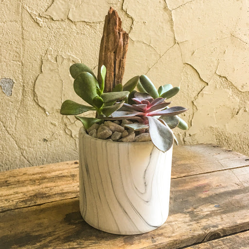 Wholesale Florist «Urban Jungle», reviews and photos, 2603 Sherman Ave NW, Washington, DC 20001, USA