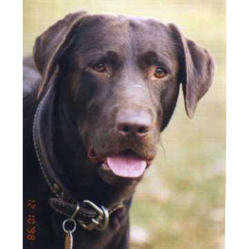 Thunder Vallies Animal House