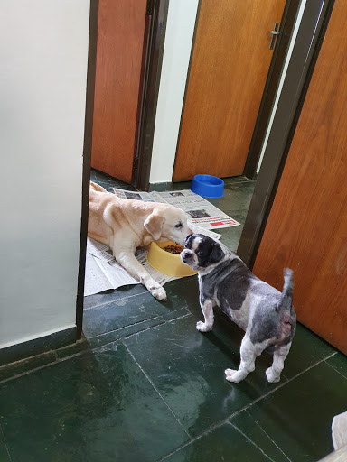 Pet Work Clínica Veterinária-Banho e Tosa e Pet Shop em Ribeirão Preto - SP