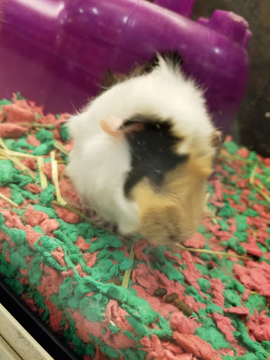 Pet Supply Store «PetSmart», reviews and photos, 11134 Parkside Dr, Knoxville, TN 37934, USA