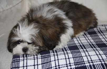 Shih-Tzu Puppies - PAWsitively Presious Shih-Tzus