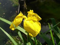 横川弁天池公園