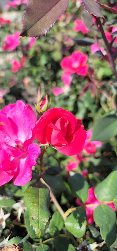 American Restaurant «Cracker Barrel Old Country Store», reviews and photos, 200 Davis Blvd, Pittsburgh, PA 15275, USA