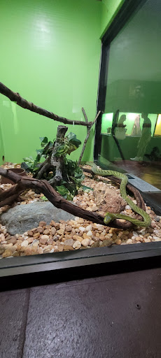 Tourist Attraction «Reptile World Serpentarium», reviews and photos, 5705 E Irlo Bronson Memorial Hwy, St Cloud, FL 34771, USA