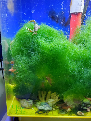 Aquarium Shop «Total Fish & Pets», reviews and photos, 137 Valley Blvd, Alhambra, CA 91801, USA